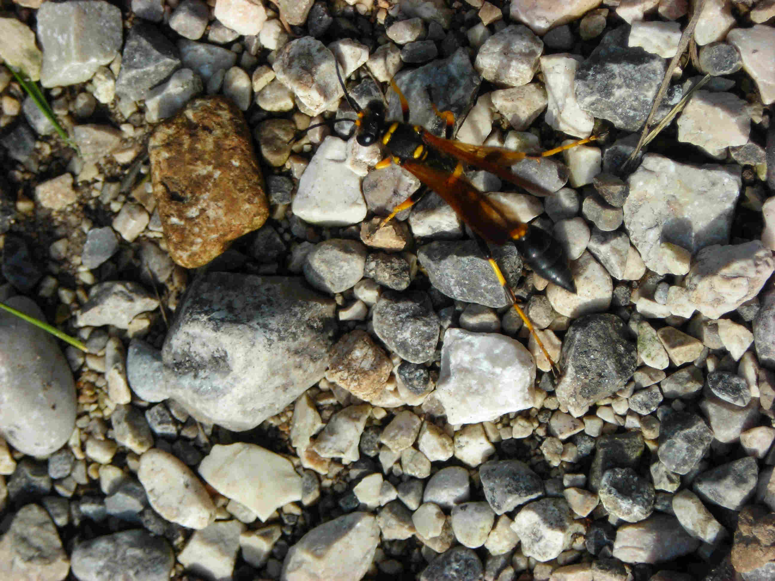 Sceliphron caementarium (Sphecidae)